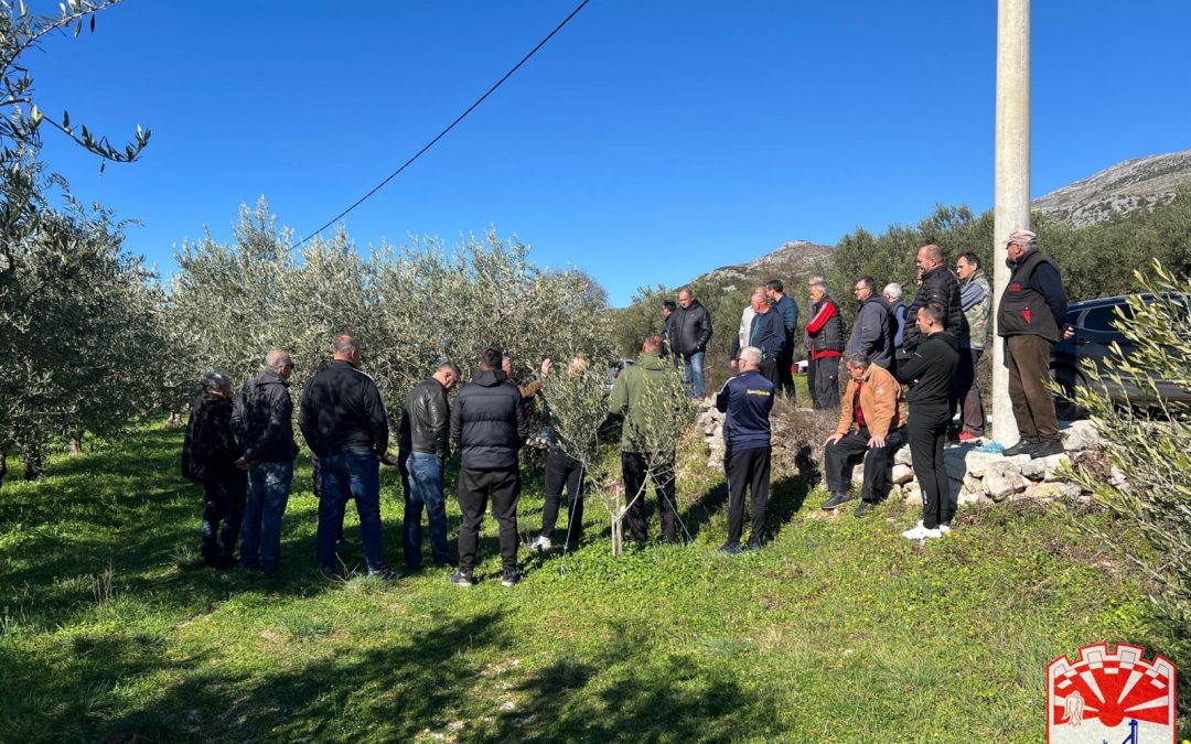 Održana obuka rezidbe maslina u Broćancu